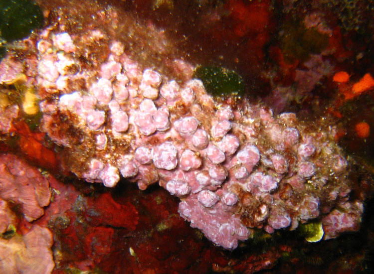 Lithophyllum sp ... forse incrustans?
